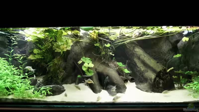 Aquarium Becken 4833 von JoSchi (3)