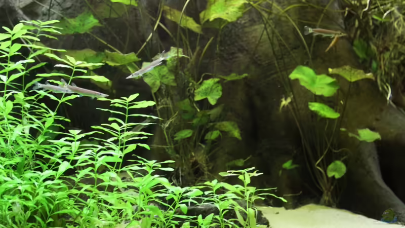 Aquarium Becken 4833 von JoSchi (4)