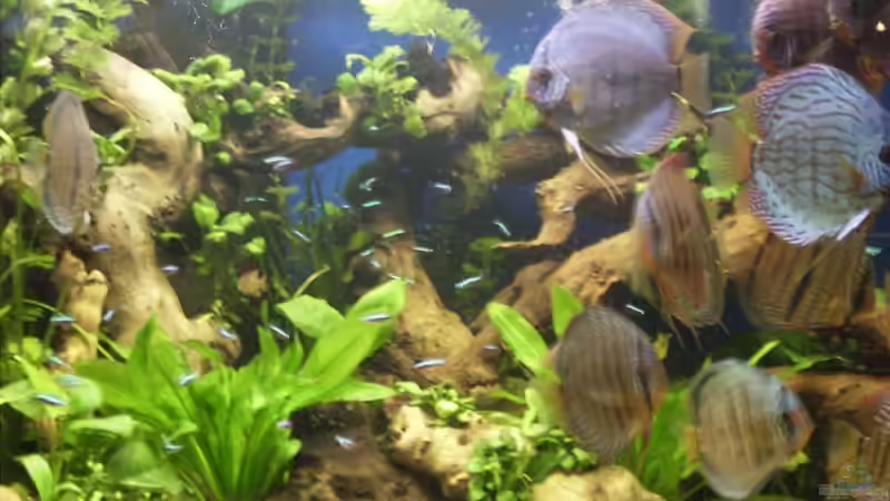 Aquarium Becken 4836 von Sebastian Büttner (2)