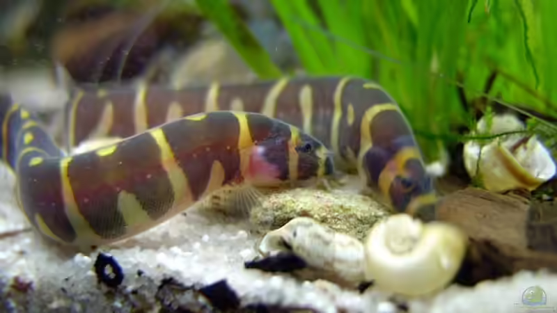 Aquarium Becken 4862 von Tamara Kamgang (3)