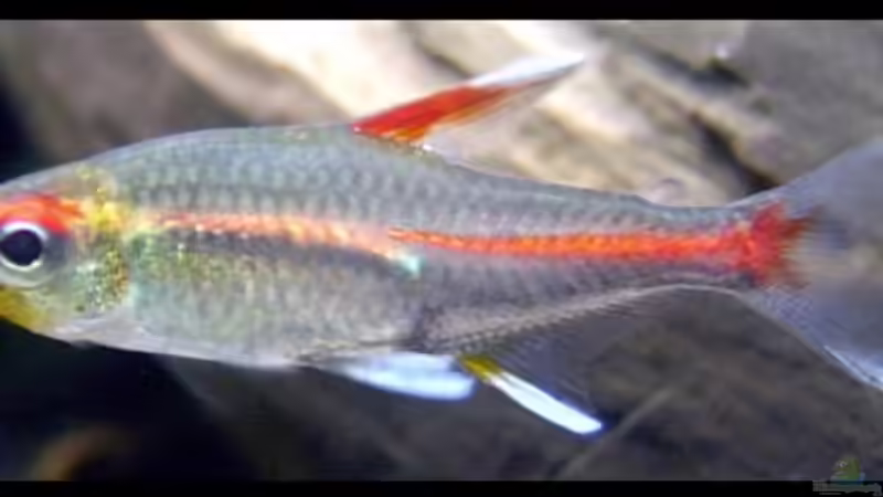 Aquarium Becken 4862 von Tamara Kamgang (4)