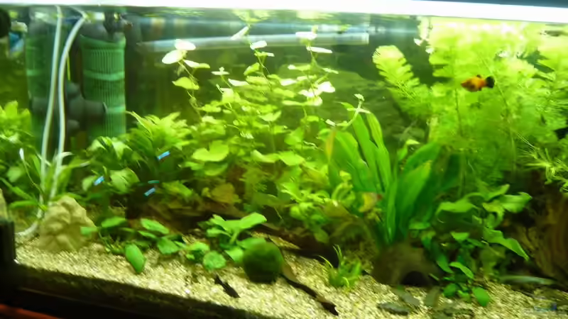 Aquarium Becken 4866 von Diana Wolff (2)