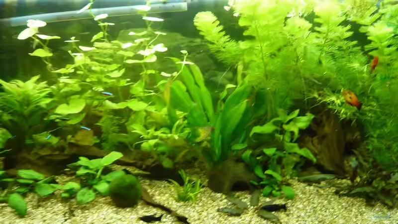 Aquarium Becken 4866 von Diana Wolff (3)