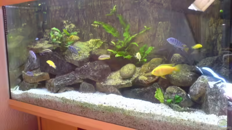 Aquarium Becken 4867 von Dommi (2)