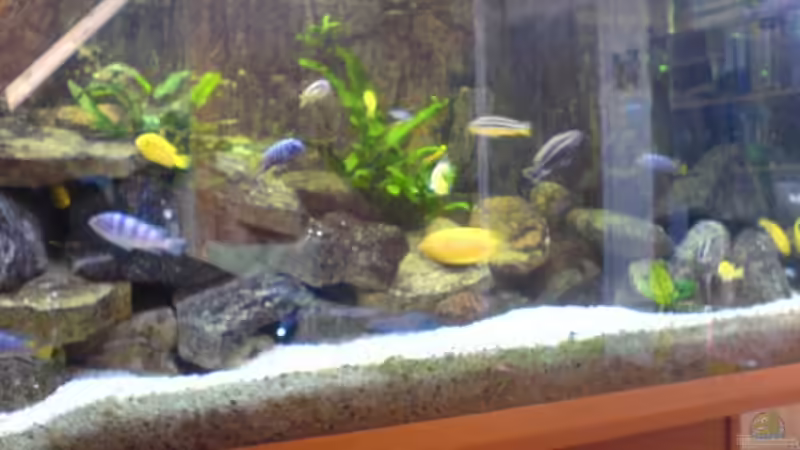 Aquarium Becken 4867 von Dommi (3)