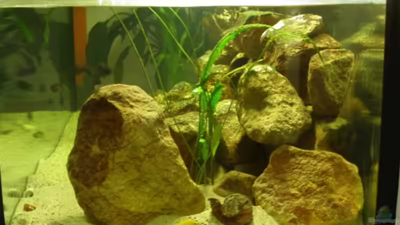 Aquarium Becken 487 von Jens Rautenberg (2)