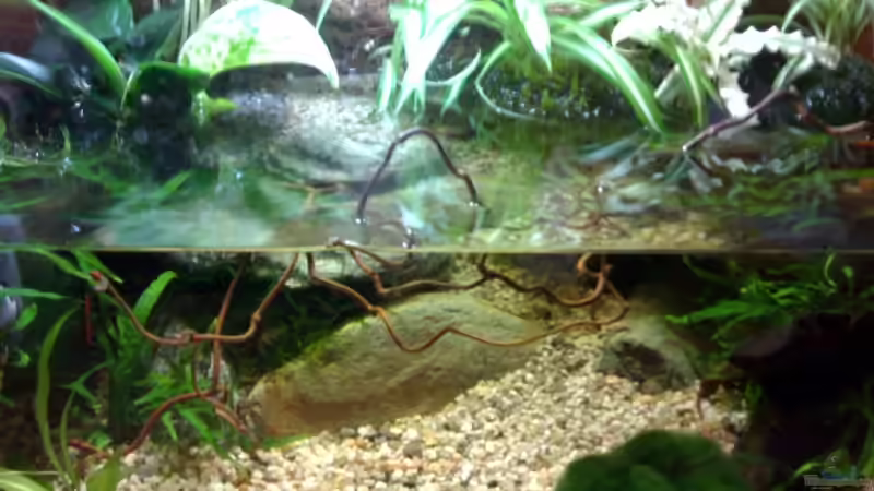 Aquarium Becken 4899 von Marc Joist (2)