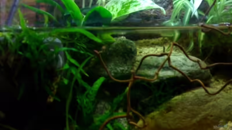 Aquarium Becken 4899 von Marc Joist (3)