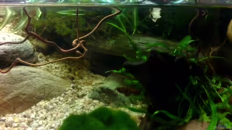 Aquarium Becken 4899 von Marc Joist (5)