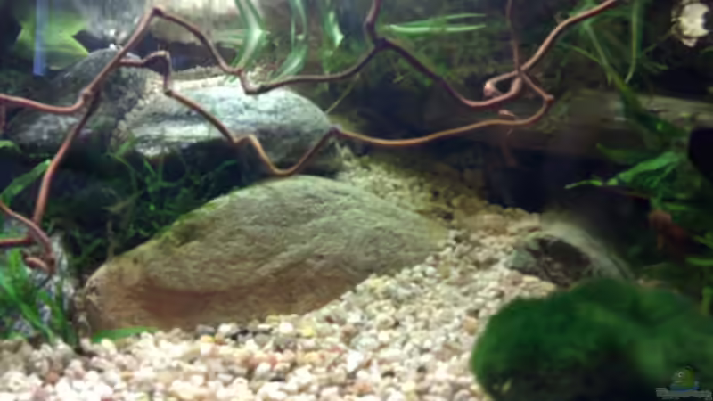 Aquarium Becken 4899 von Marc Joist (6)