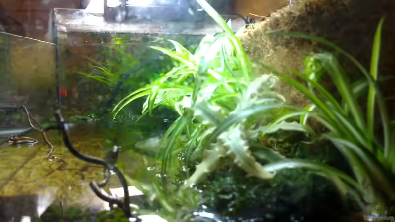 Aquarium Becken 4899 von Marc Joist (7)