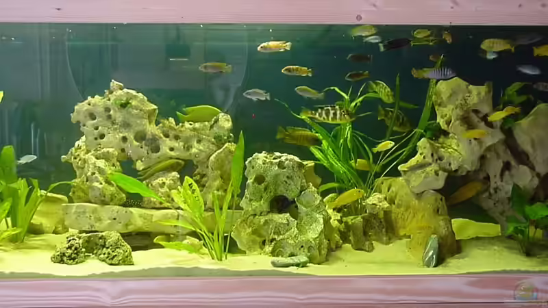 Aquarium Becken 49 von Heiko Claus (2)