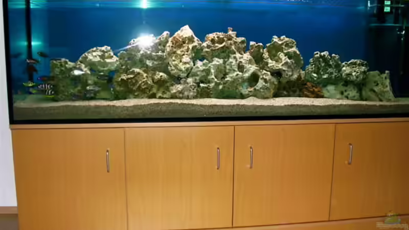 Aquarium Becken 491 von Tobias Noll (2)