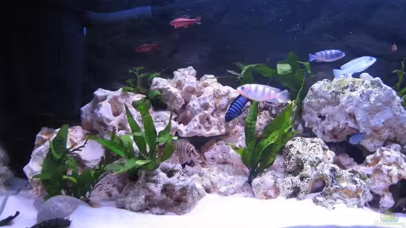 Aquarium Becken 4912 von Christopher Klamer (2)