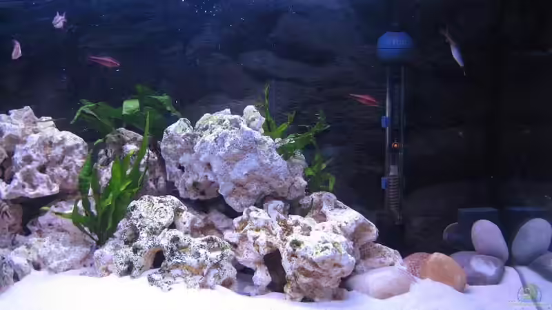 Aquarium Becken 4912 von Christopher Klamer (3)