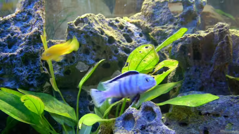 Aquarium Becken 492 von Christian Poser (5)