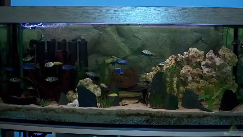 Aquarium Becken 493 von Manuel und Horst Greul (2)