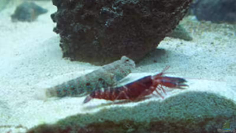 Aquarium Becken 4934 von Hendrik Hartwig (6)