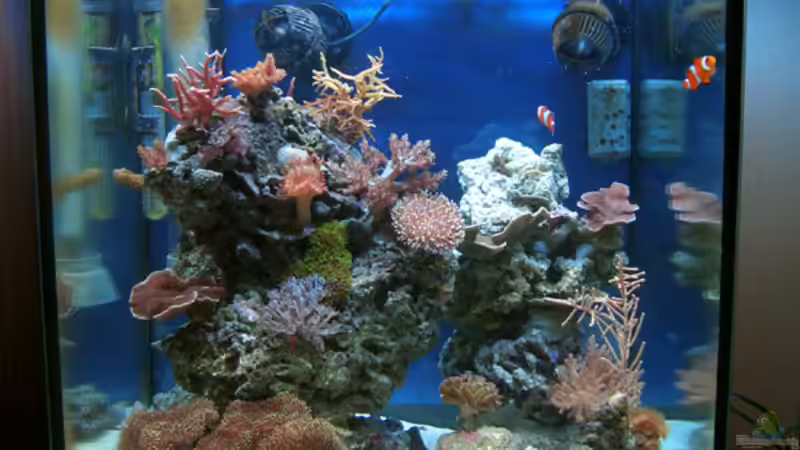 Aquarium Becken 4934 von Hendrik Hartwig (7)