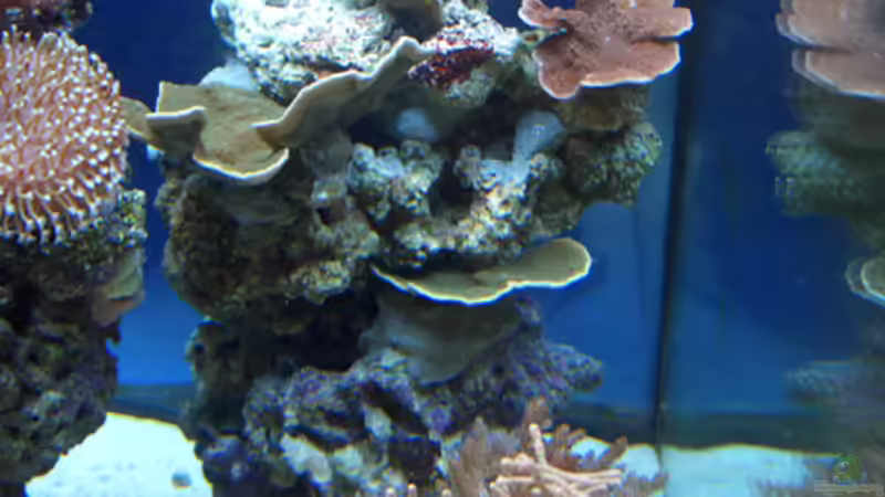 Aquarium Becken 4934 von Hendrik Hartwig (8)