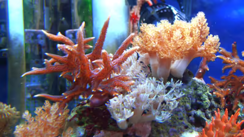 Aquarium Becken 4934 von Hendrik Hartwig (9)