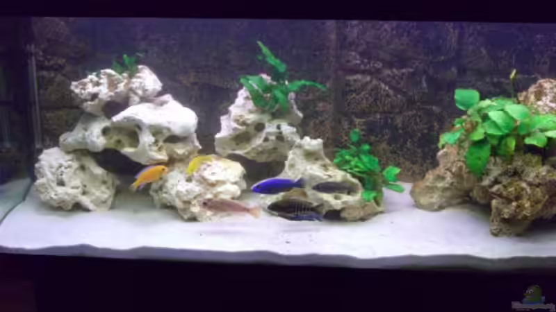 Aquarium Becken 4958 von Oliver Günzl (2)