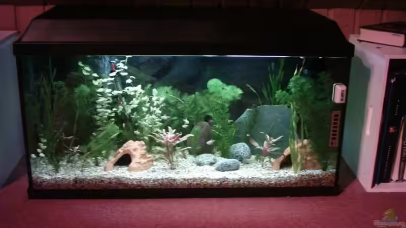 Aquarium Becken 4959 von Maximilian Hesse (2)