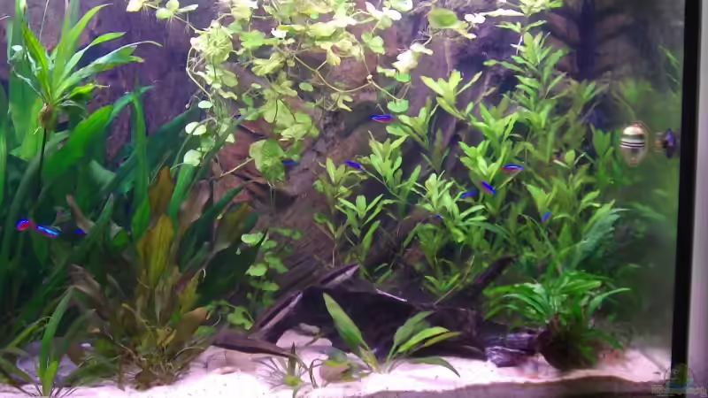 Aquarium Becken 4971 von Lini (2)