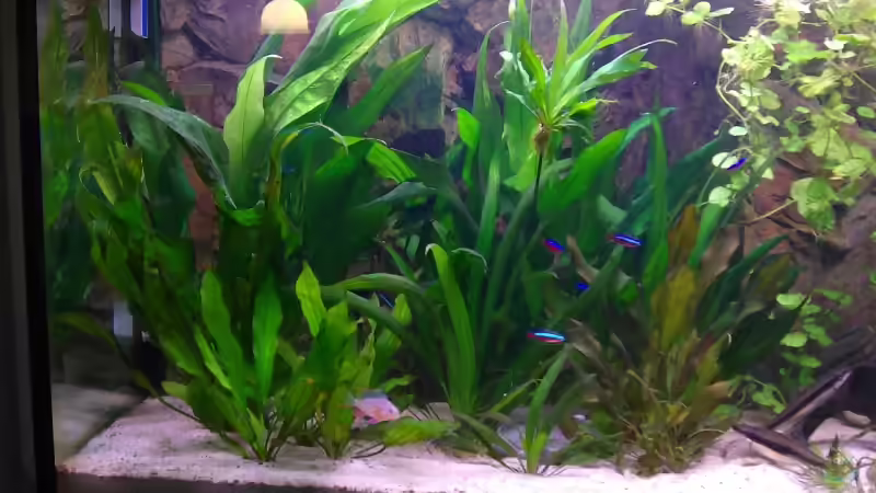 Aquarium Becken 4971 von Lini (3)