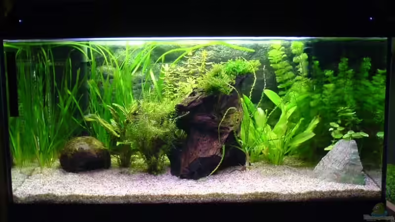 Aquarium Becken 4977 von Faye (2)