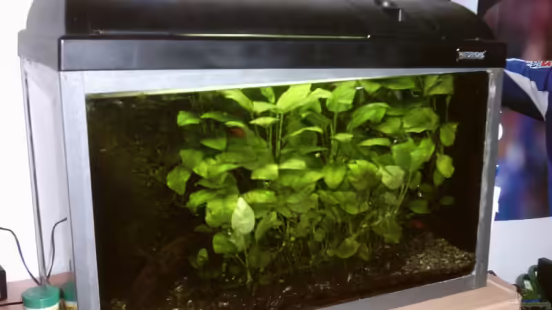 Aquarium Becken 4978 von Kocki (2)