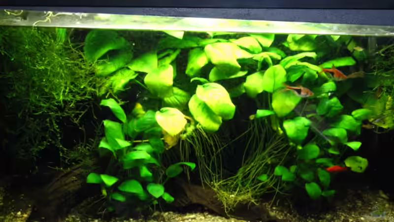 Aquarium Becken 4978 von Kocki (6)