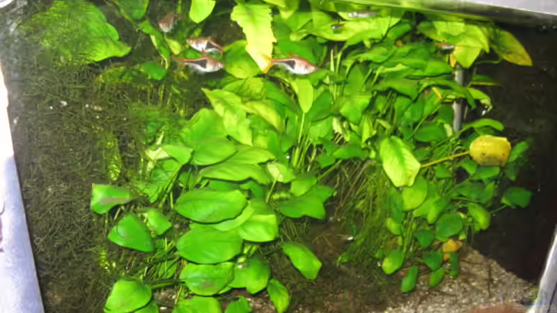 Aquarium Becken 4978 von Kocki (7)