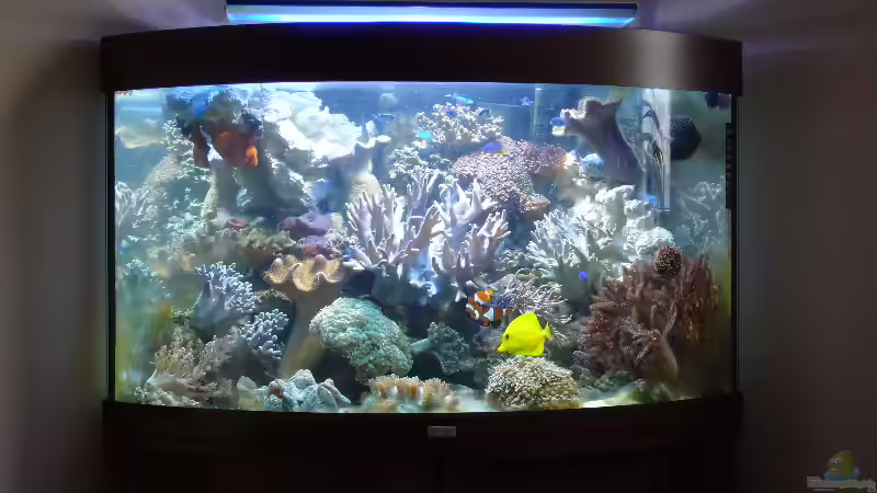 Aquarium Becken 4987 von Marcel Fischer (9)