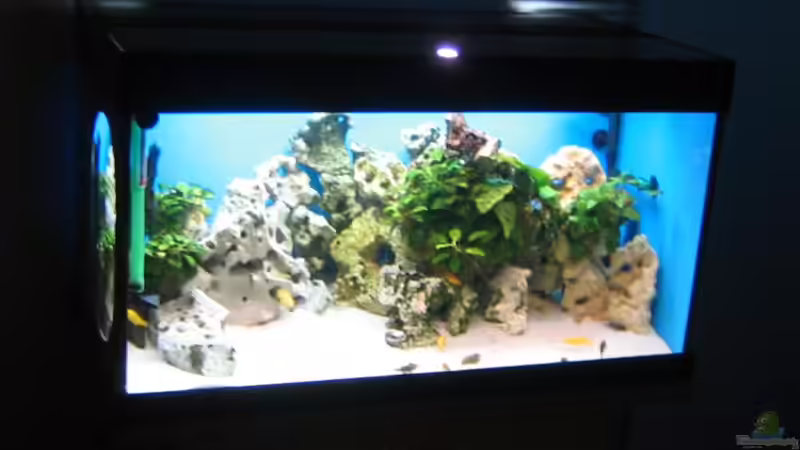 Aquarium Becken 4996 von Erik Colditz (2)