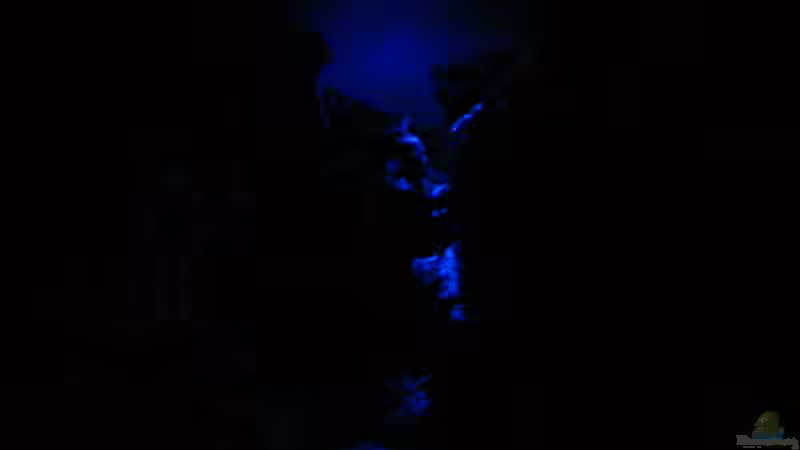 Aquarium Becken 4996 von Erik Colditz (4)