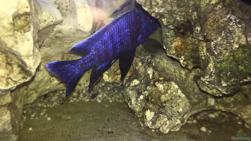 Aquarium Becken 5002 von PE_KI (5)