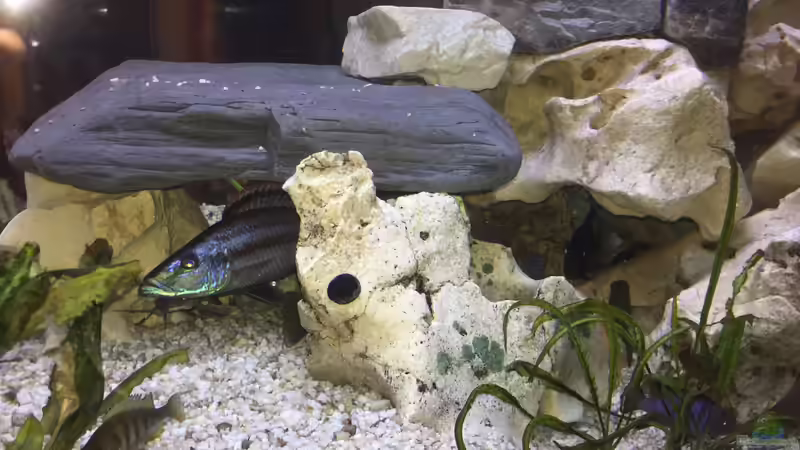 Aquarium Becken 5002 von PE_KI (6)