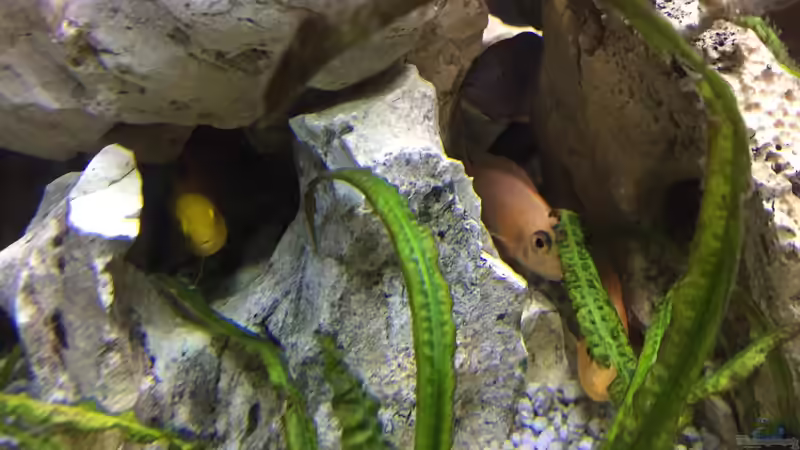 Aquarium Becken 5002 von PE_KI (7)