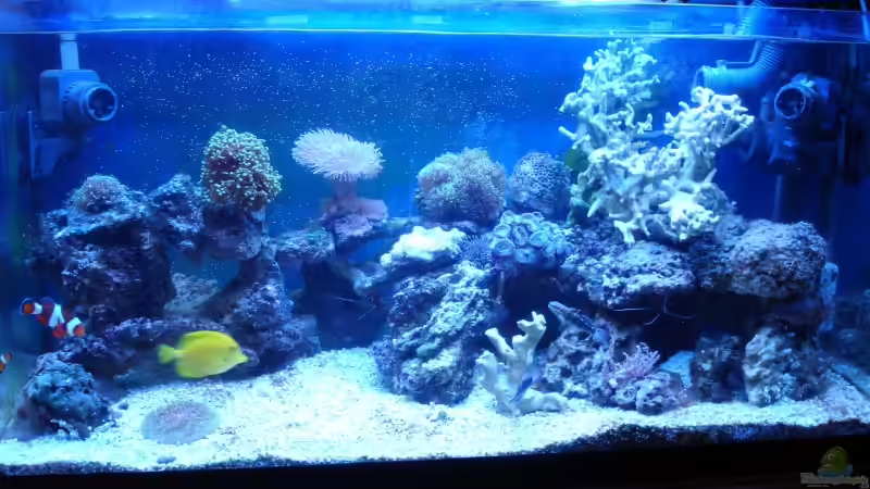 Aquarium Becken 5003 von Jochen Heinrichs (2)