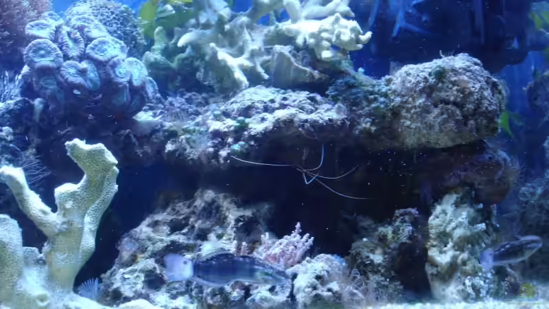 Aquarium Becken 5003 von Jochen Heinrichs (4)