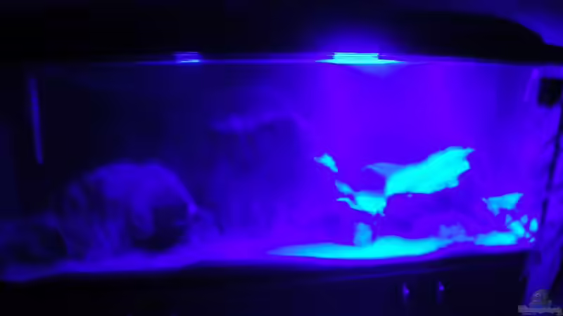 Aquarium Becken 5049 von KevP79 (5)