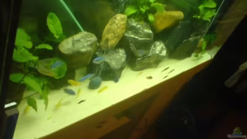 Aquarium Becken 5074 von Heiko Rodegast (3)