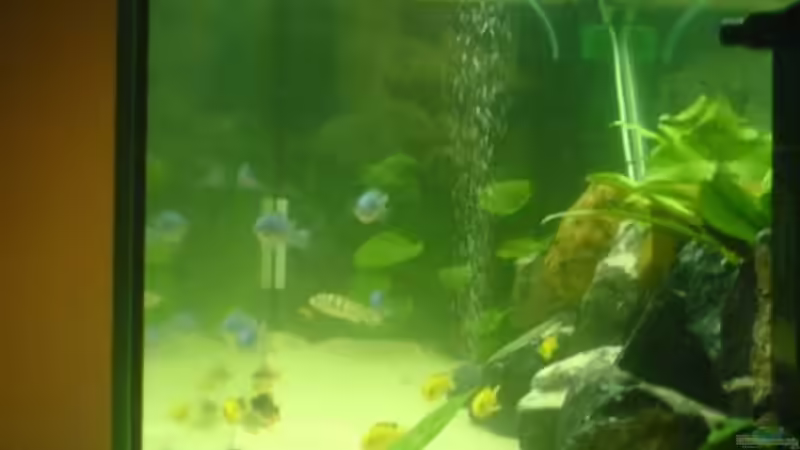 Aquarium Becken 5074 von Heiko Rodegast (4)