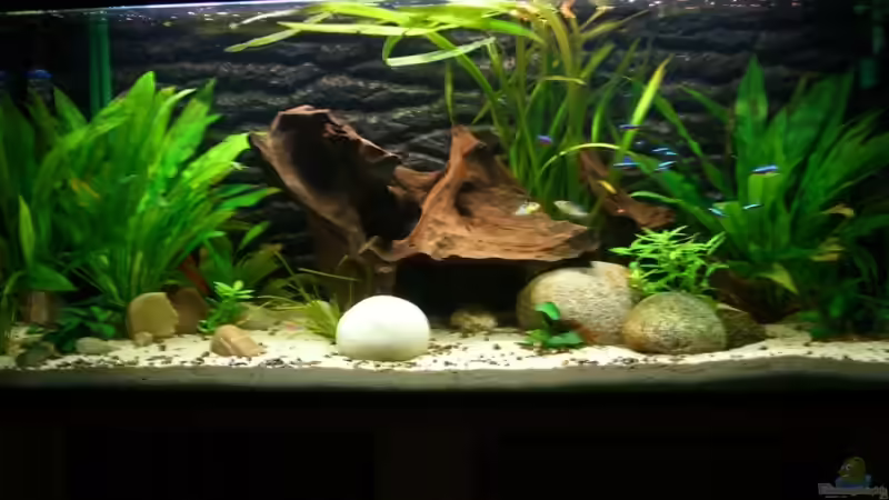 Aquarium Becken 5092 von Johannes (3)