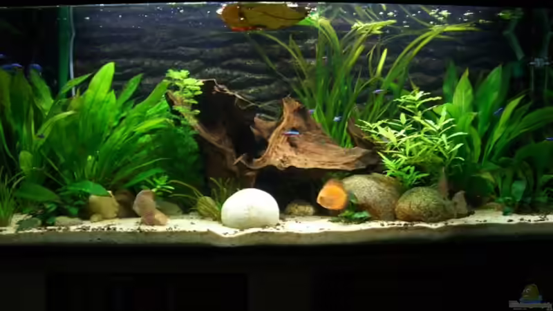 Aquarium Becken 5092 von Johannes (5)