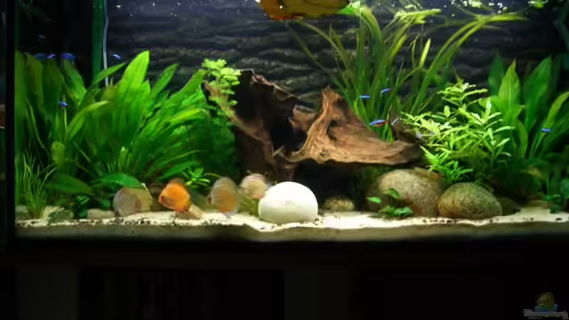 Aquarium Becken 5092 von Johannes (6)