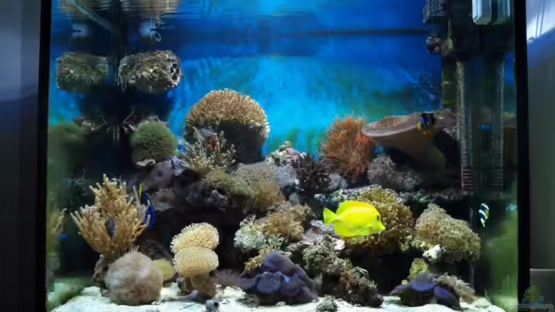 Aquarium Becken 5109 von lex2lex (10)