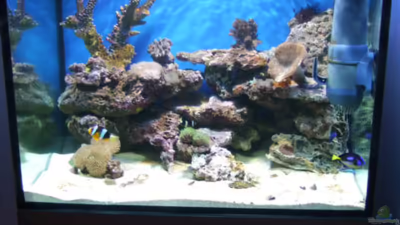 Aquarium Becken 5109 von lex2lex (5)