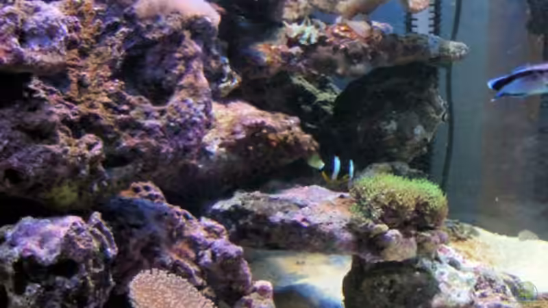 Aquarium Becken 5109 von lex2lex (6)